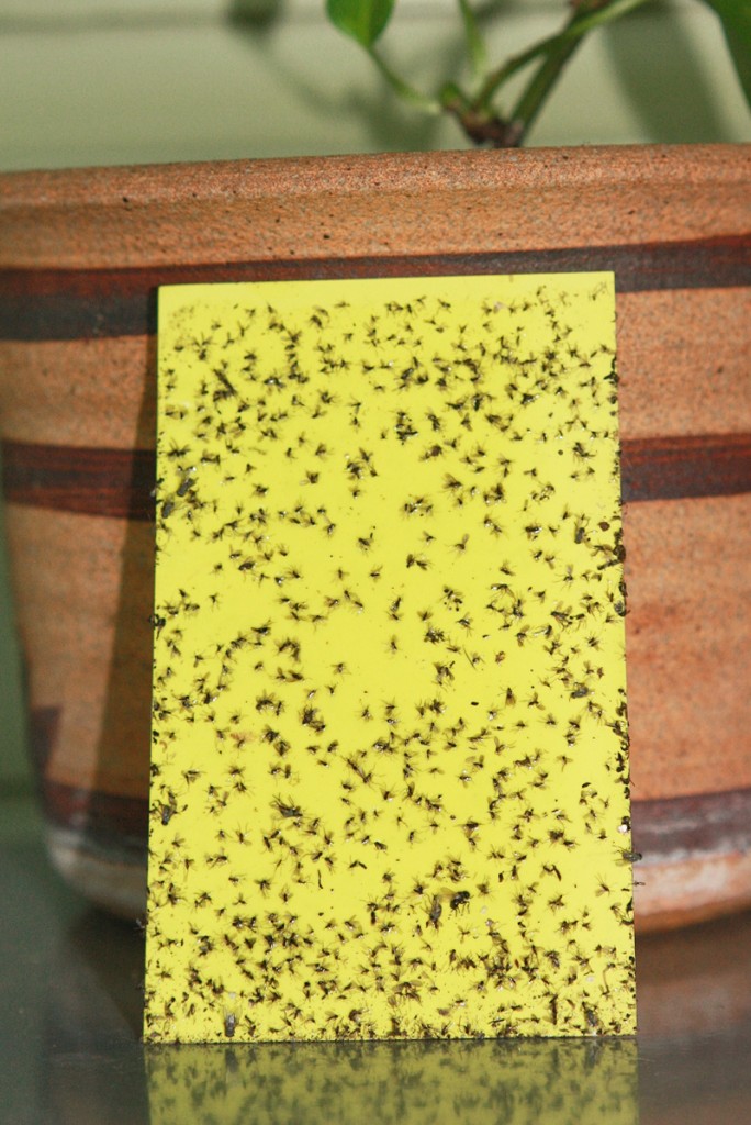 Грибные комарики в комнатных цветах фото