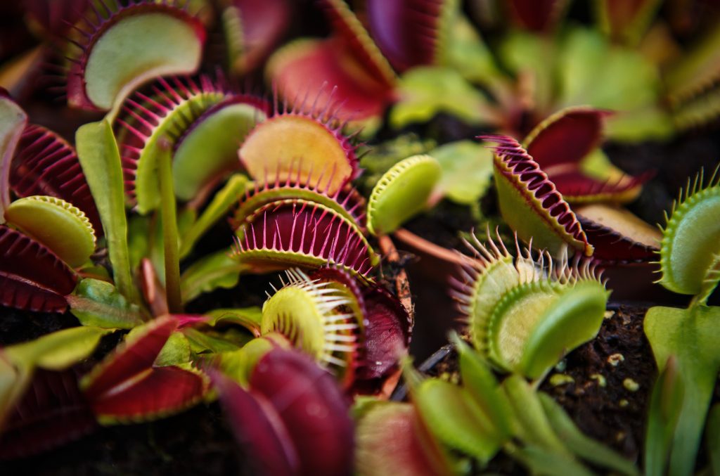 Ready for action, these Venus Flytraps digest insects after catching them in their leaves.