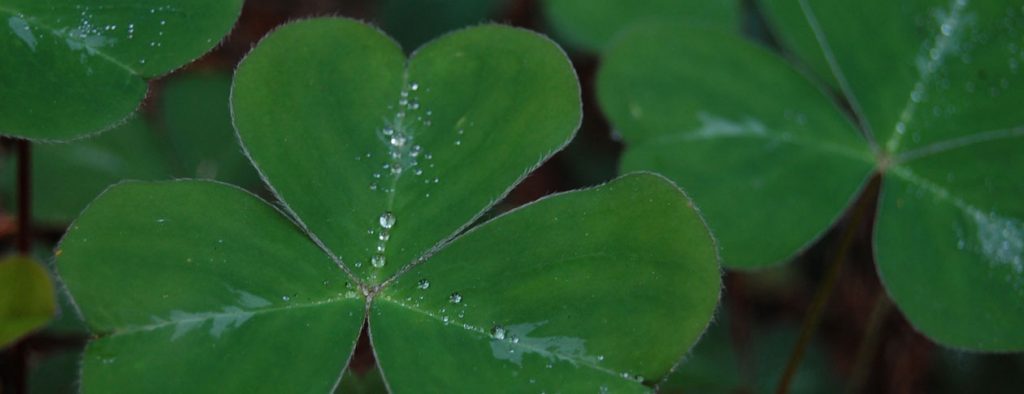 It’s Natural to Love St. Patrick’s Day - Good Earth Plants