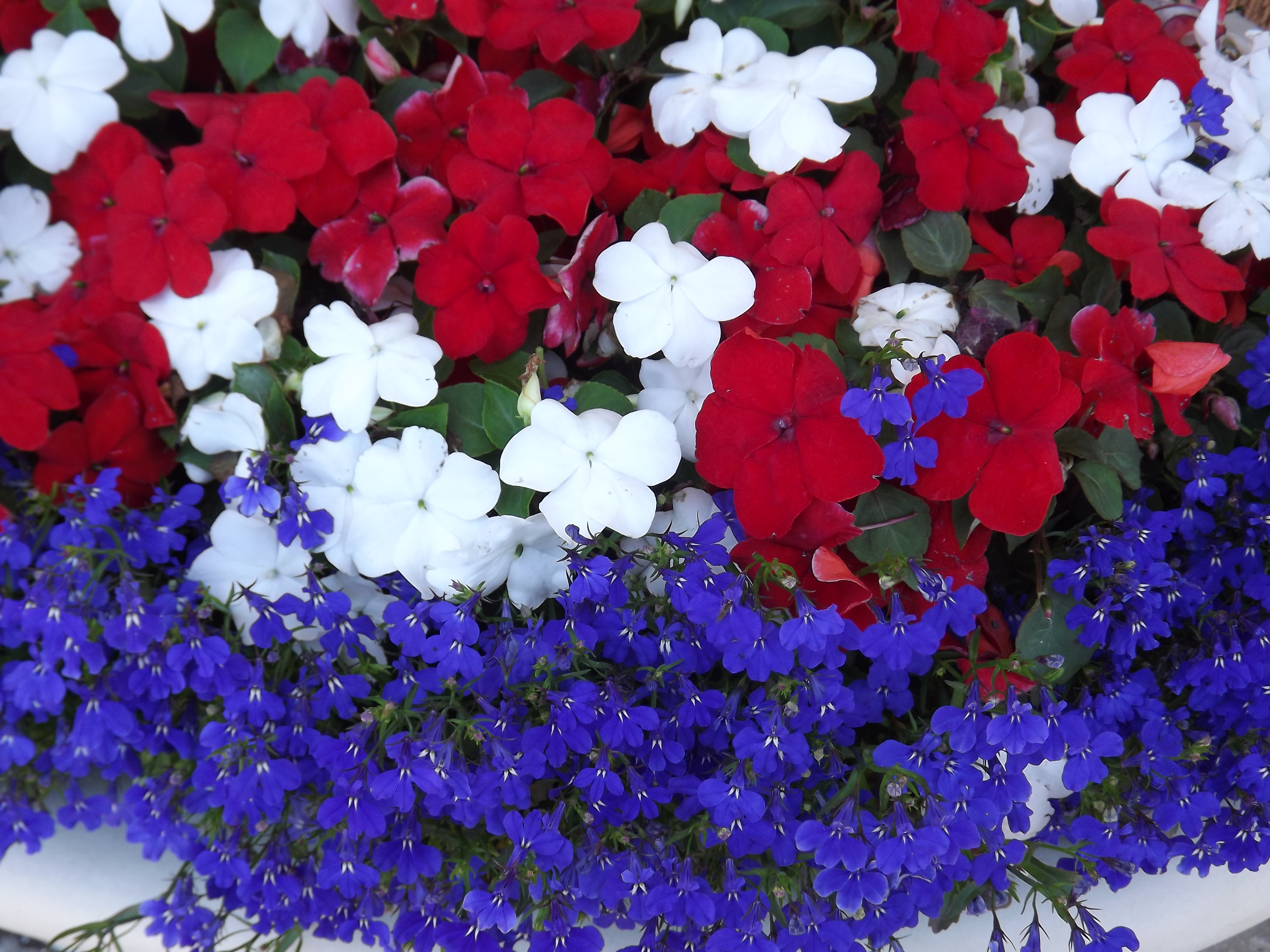 Hooray For The Red White And Blue Patriotic Plants For The Fourth Of July Good Earth Plants