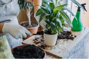 Summer Plant Care Tips - Repotting your plants.