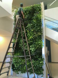Lush living wall designed, installed, and maintained by Good Earth Plants