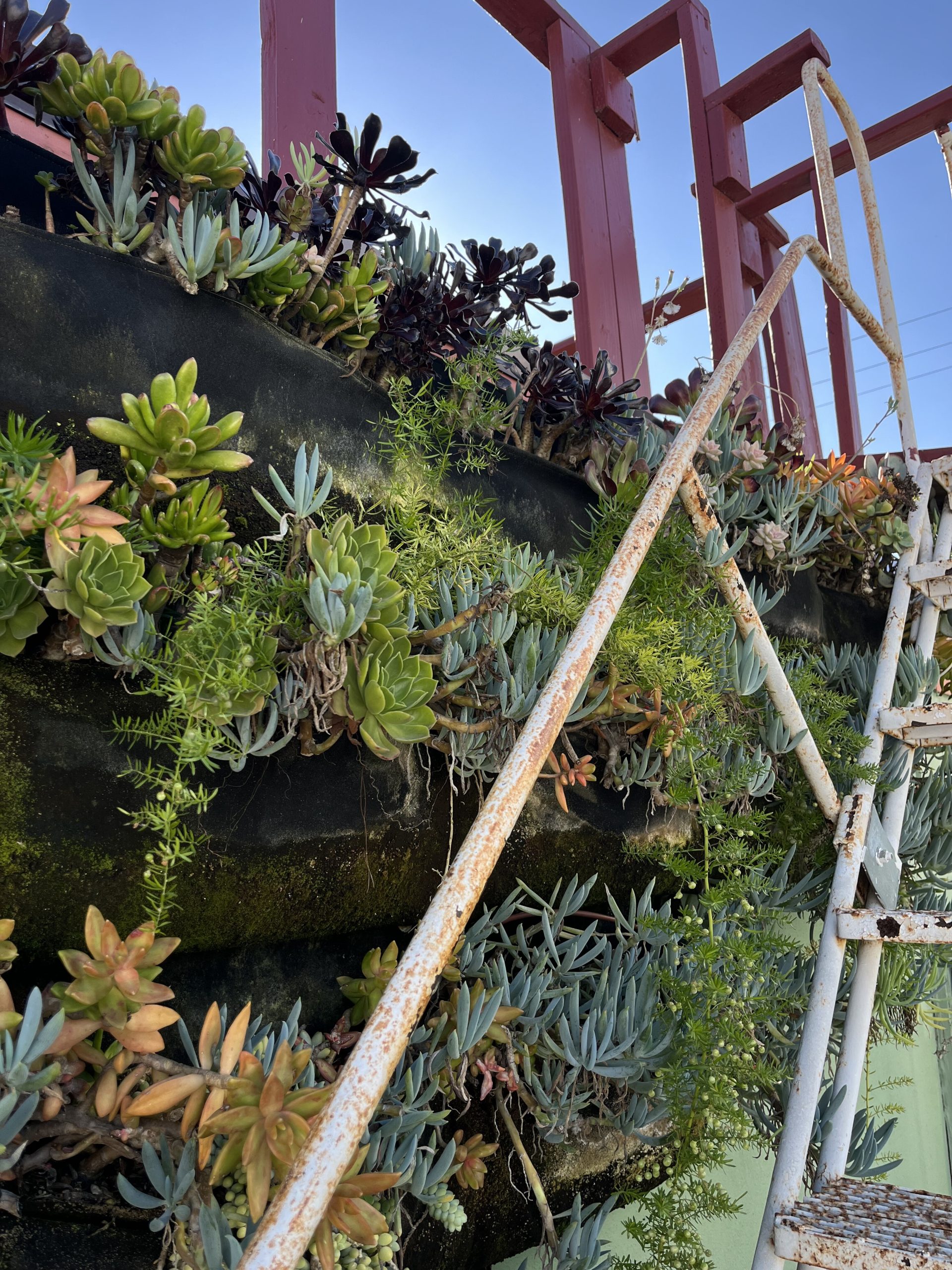 Thriving in harmony—our succulents grow gracefully on the side of our building, bringing life and greenery to every corner.