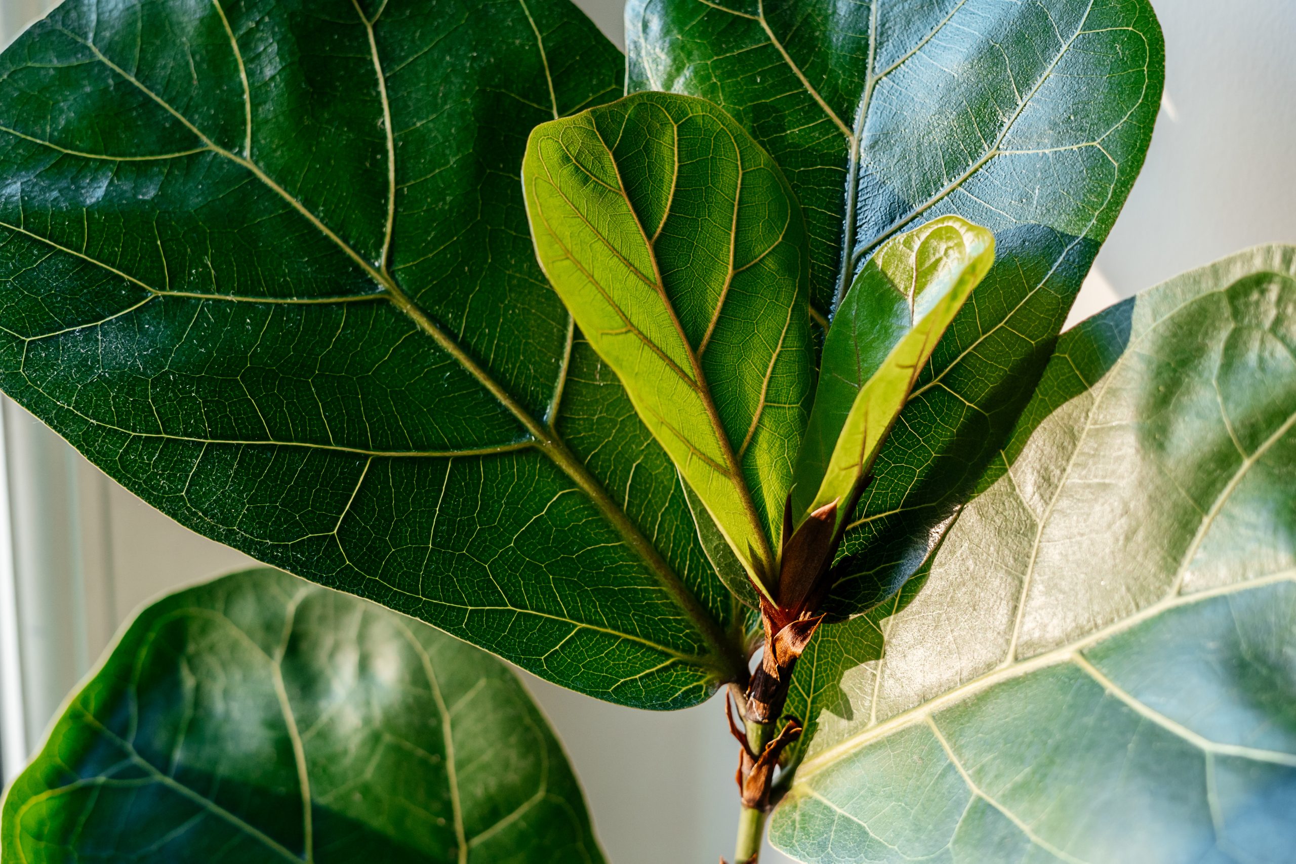 Close up of leaves ficus lyrate or fiddle leaf in the pot at home. Indoor gardening. Hobby. Green house plants. Modern room decor, interior. Lifestyle, Still life with plants