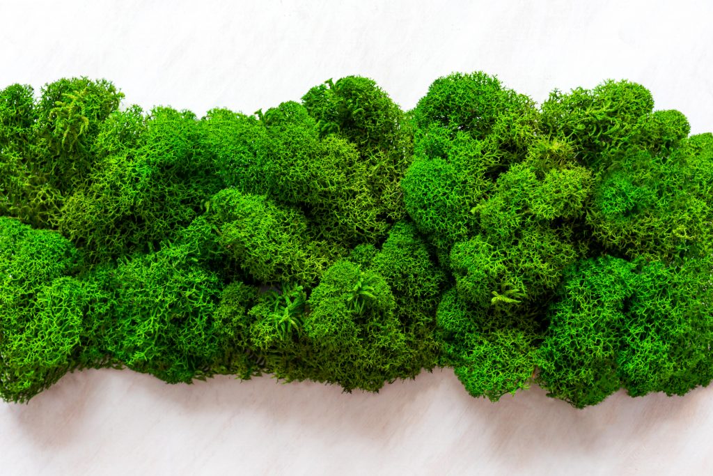 Close up of preserved moss.
