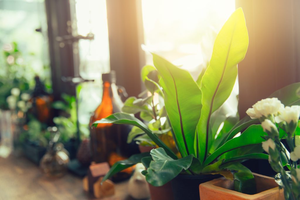 Indoor houseplants placed near a sunny window for winter light support.