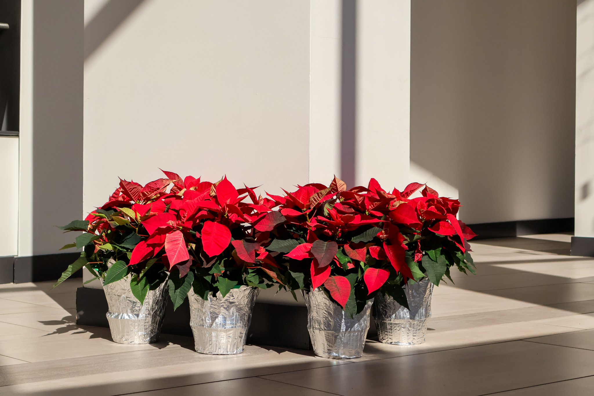 Holiday poinsettias in a commercial workplace