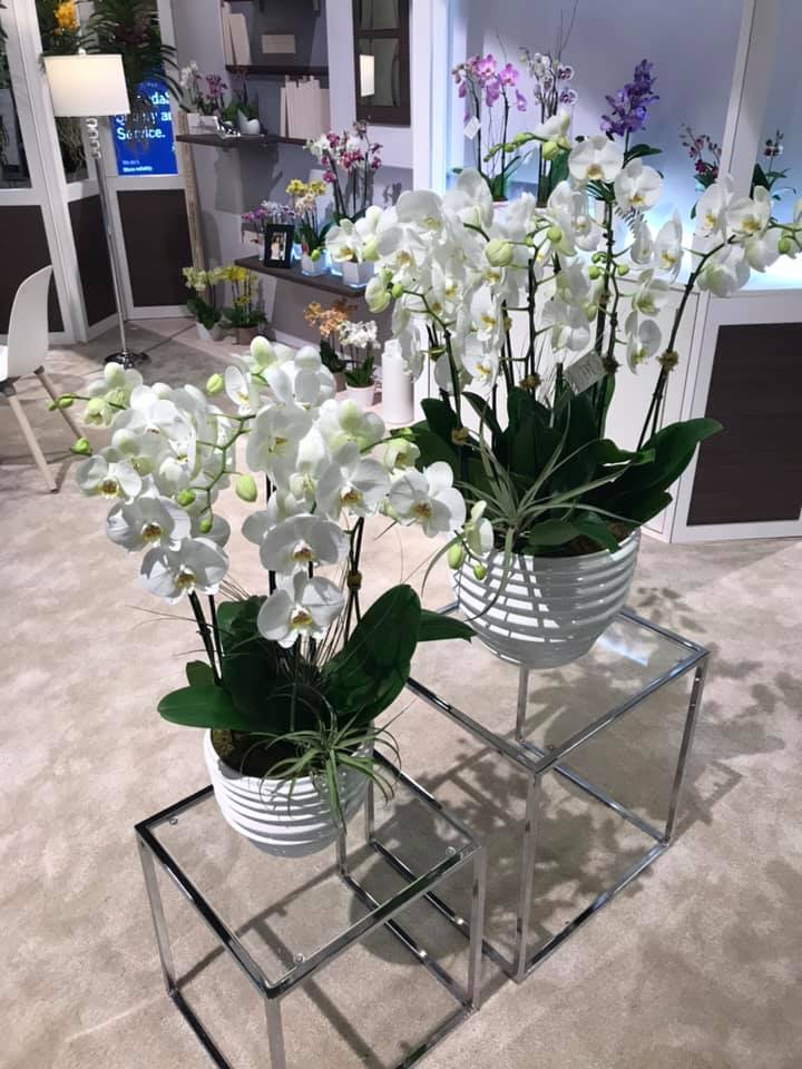 Hot Trends: Tropical Plan International Expo 2019 - Good Earth Plants