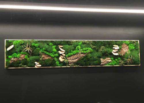 UCSD Moss Wall Art