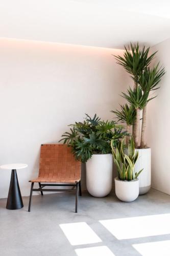 This beautiful yucca photographed (pictured right) in one of our clients' spaces. This plant flourishes in sunlight, but they will also be happy in a sunny window. Photo: Good Earth Plants